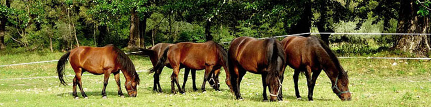 Suplementos PAVO para el cuidado general de tu caballo, yegua o potro