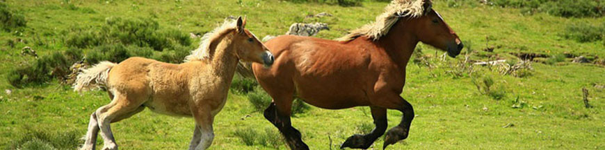 Suplementos PAVO para el cuidado caballos con mucha vitalidad 